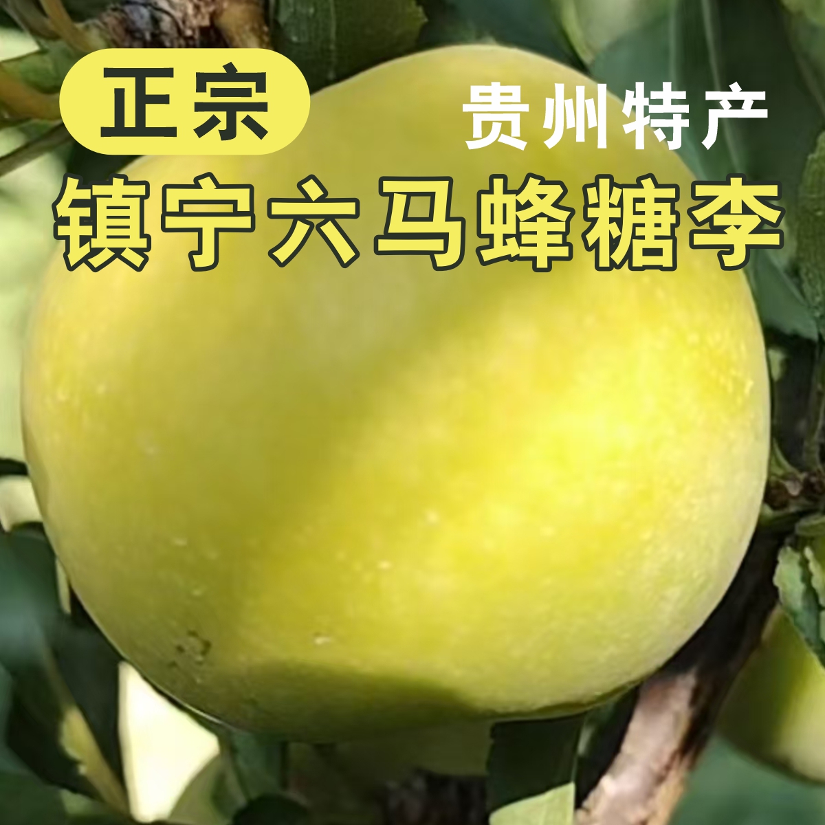 正宗镇宁六马蜂糖李