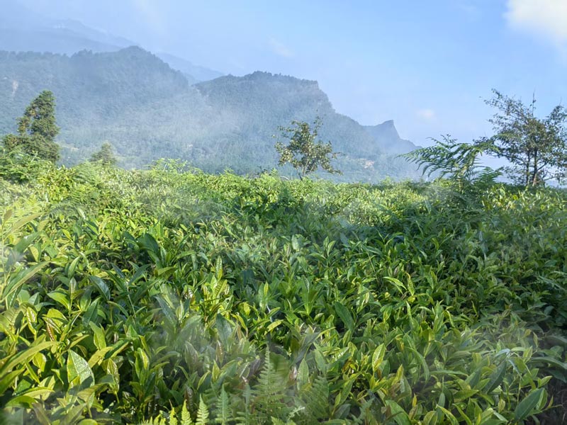 在苗岭雾霭间，遇见一片茶叶的千年之约